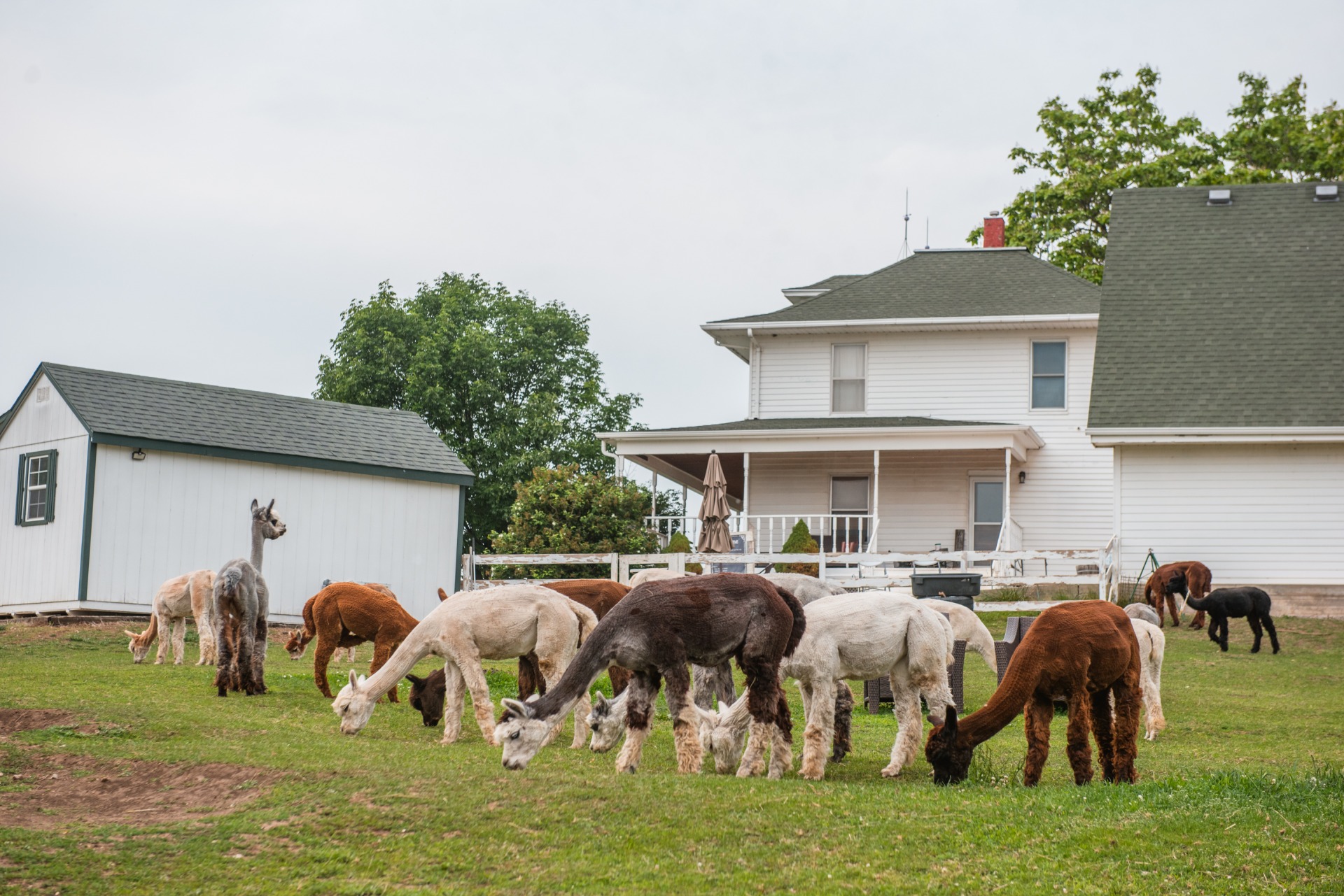 Alpacas grazing at Rusty Stars Alpacas.
